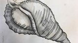 Teesdale Year 7 conch art