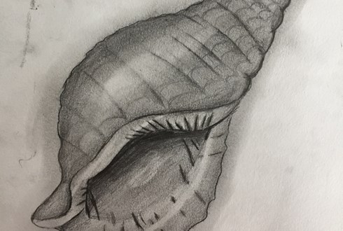 Shell drawings - Year 9