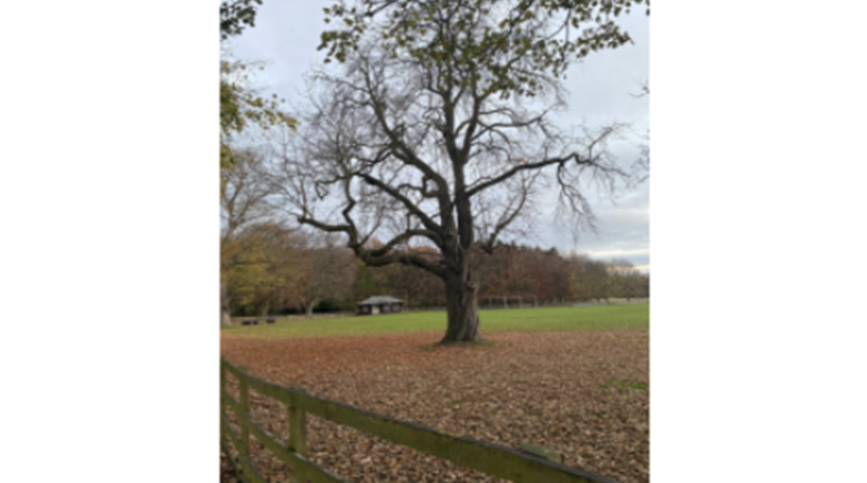 Photography comp