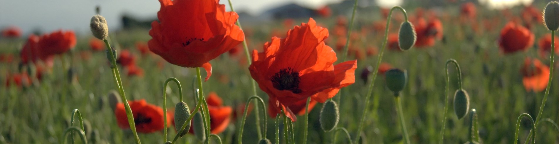 poppies