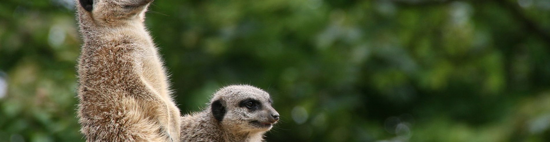 London Zoo