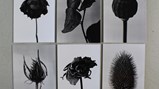 The results of the darkroom photography.