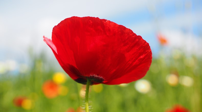 Poppy