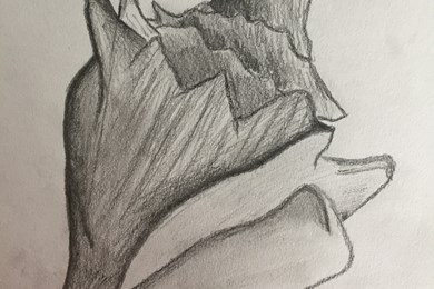 Shell drawings - Year 9