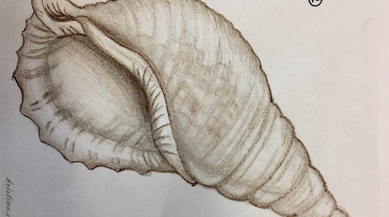 Teesdale Year 7 conch art