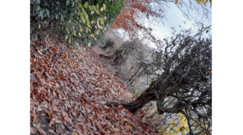 Photography comp
