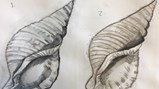 Teesdale Year 7 conch art
