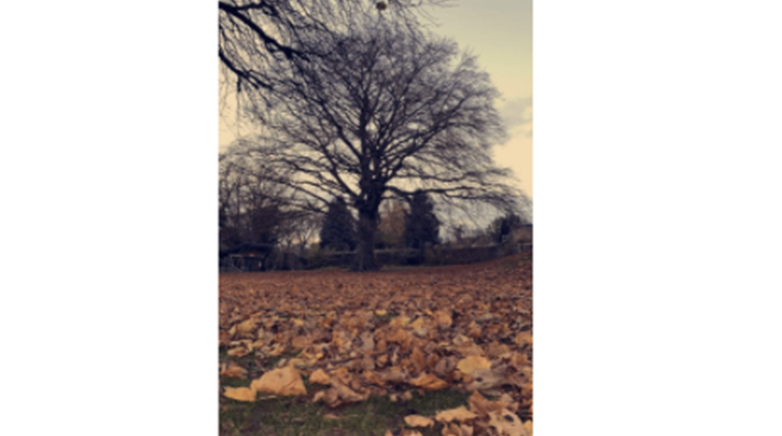Photography comp