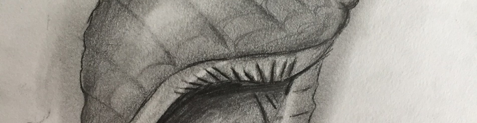 Shell drawings - Year 9