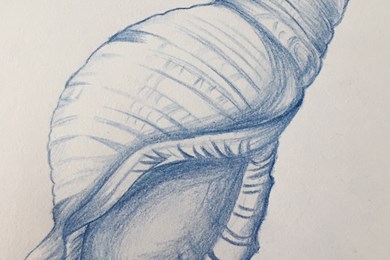 Shell drawings - Year 9