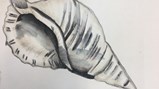 Teesdale Year 7 conch art