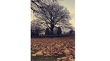 Photography comp