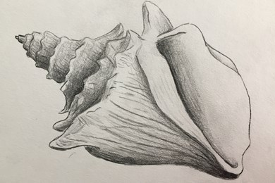 Shell drawings - Year 9