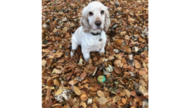 Photography comp