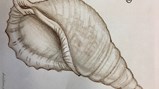 Teesdale Year 7 conch art