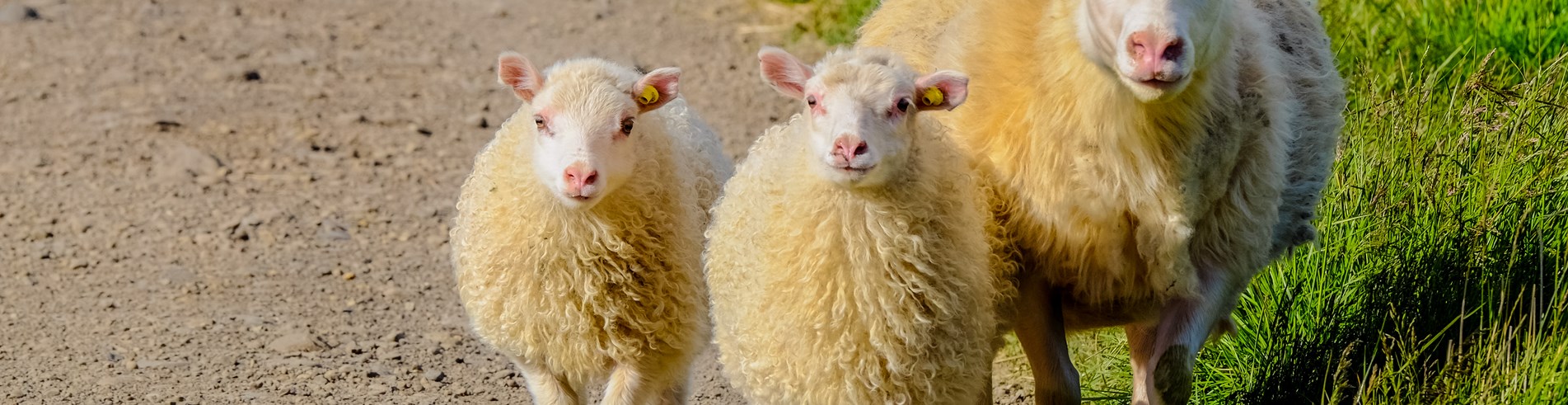 Lamb